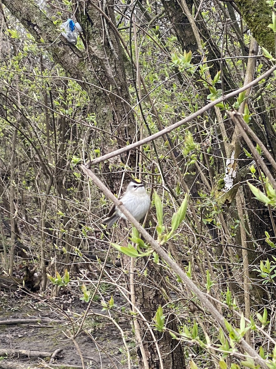 Golden-crowned Kinglet - ML616948795