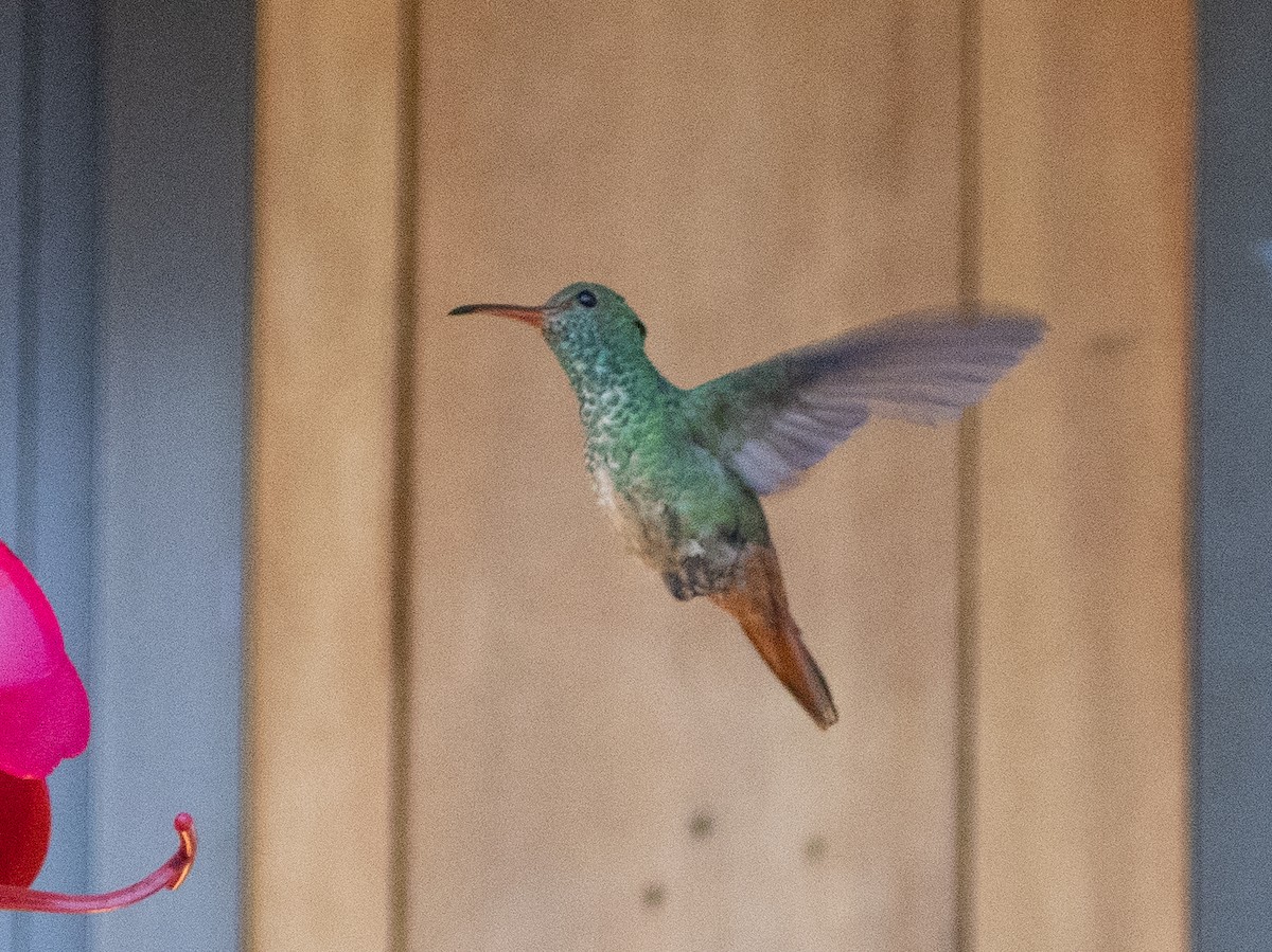 Rufous-tailed Hummingbird - Scott Stafford