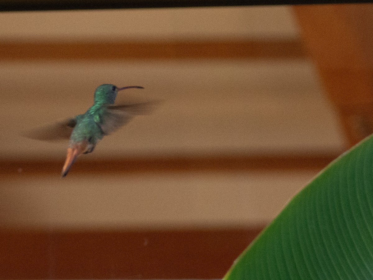 Rufous-tailed Hummingbird - ML616948871