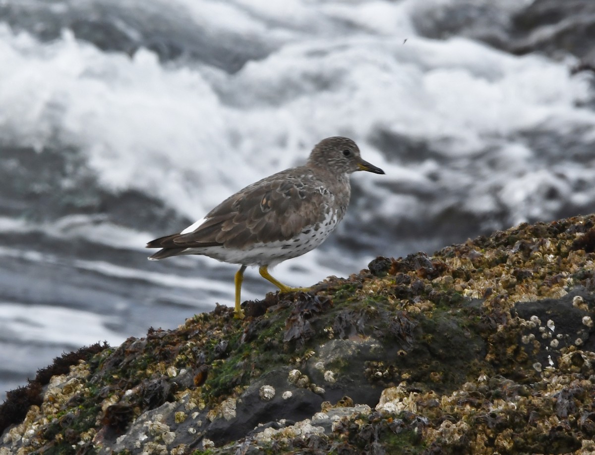 Surfbird - ML616948882