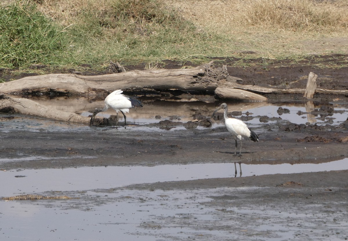 African Sacred Ibis - ML616948916