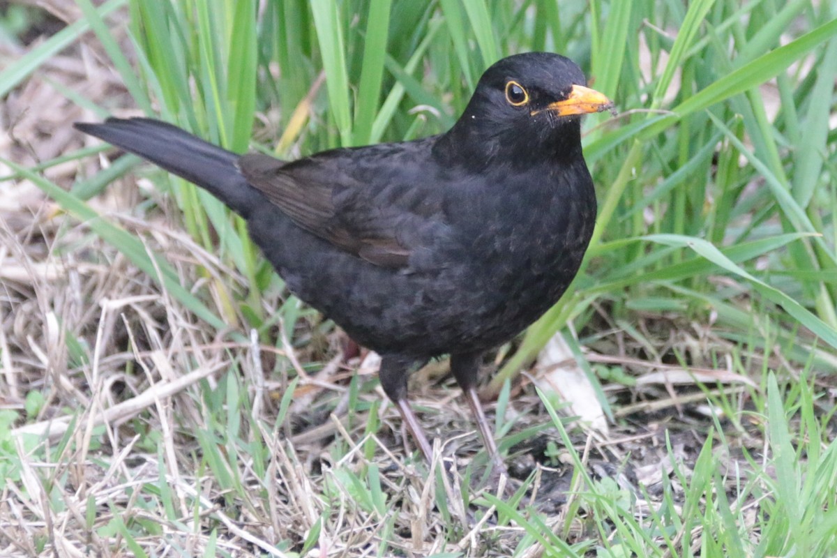 Eurasian Blackbird - ML616948933