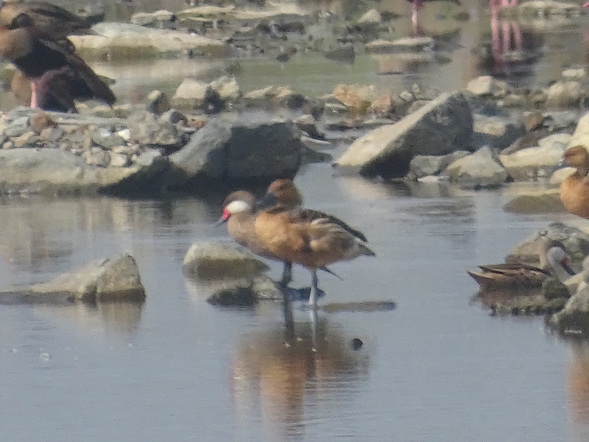 White-cheeked Pintail - ML616948942