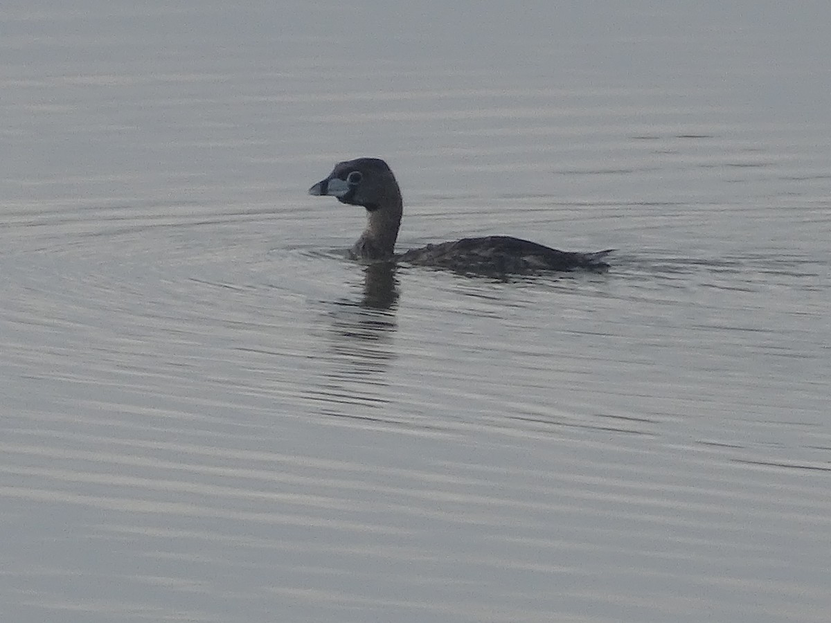 Pied-billed Grebe - ML616948944