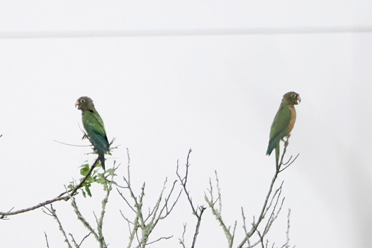 Cactus Parakeet - steve b