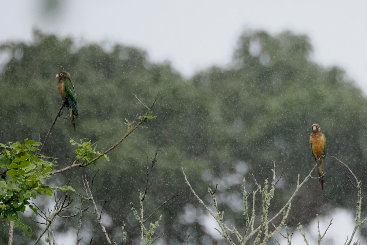 Cactus Parakeet - ML616948962