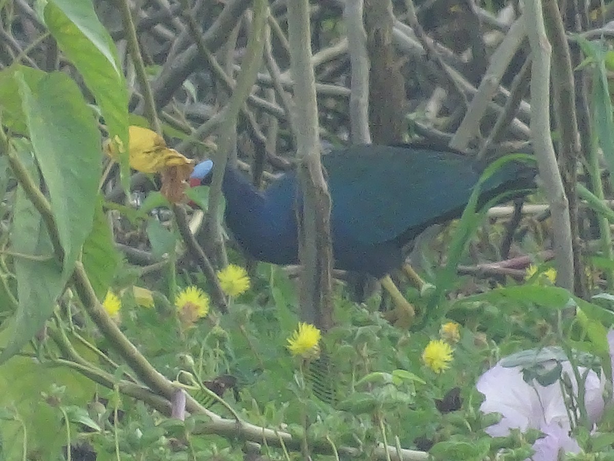 Purple Gallinule - karina gonzalez cornejo