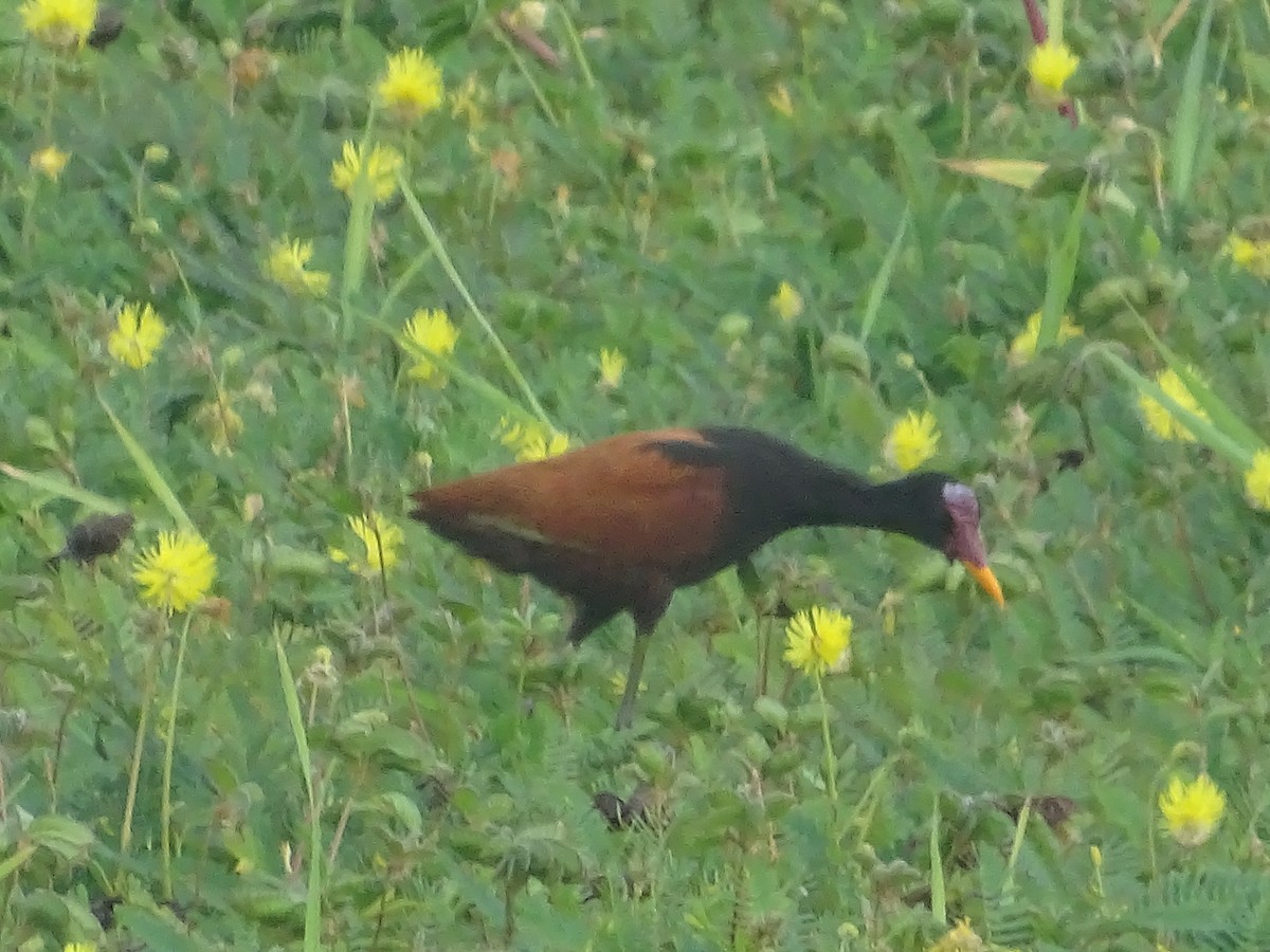 Wattled Jacana - ML616948999