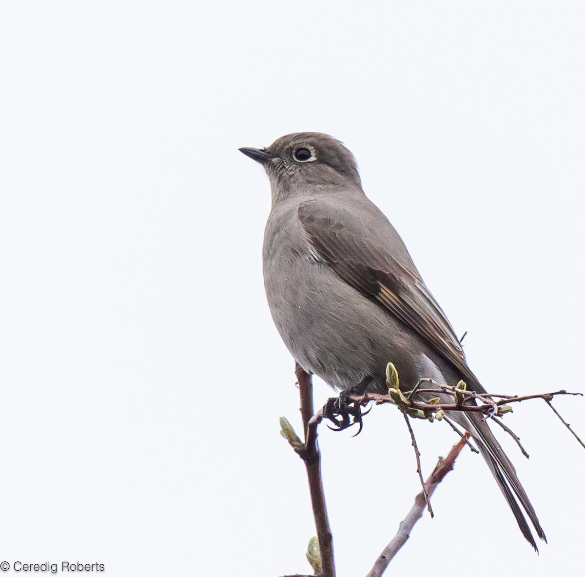 Townsend's Solitaire - ML616949003