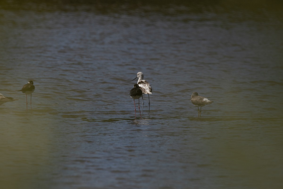 Avocette d'Amérique - ML616949005