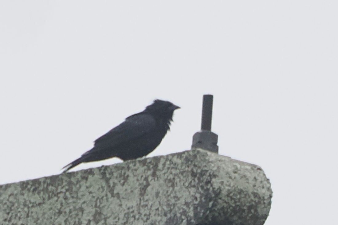 Chopi Blackbird - ML616949007