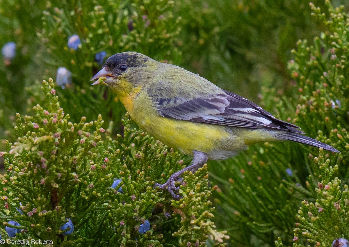 Lesser Goldfinch - Ceredig  Roberts