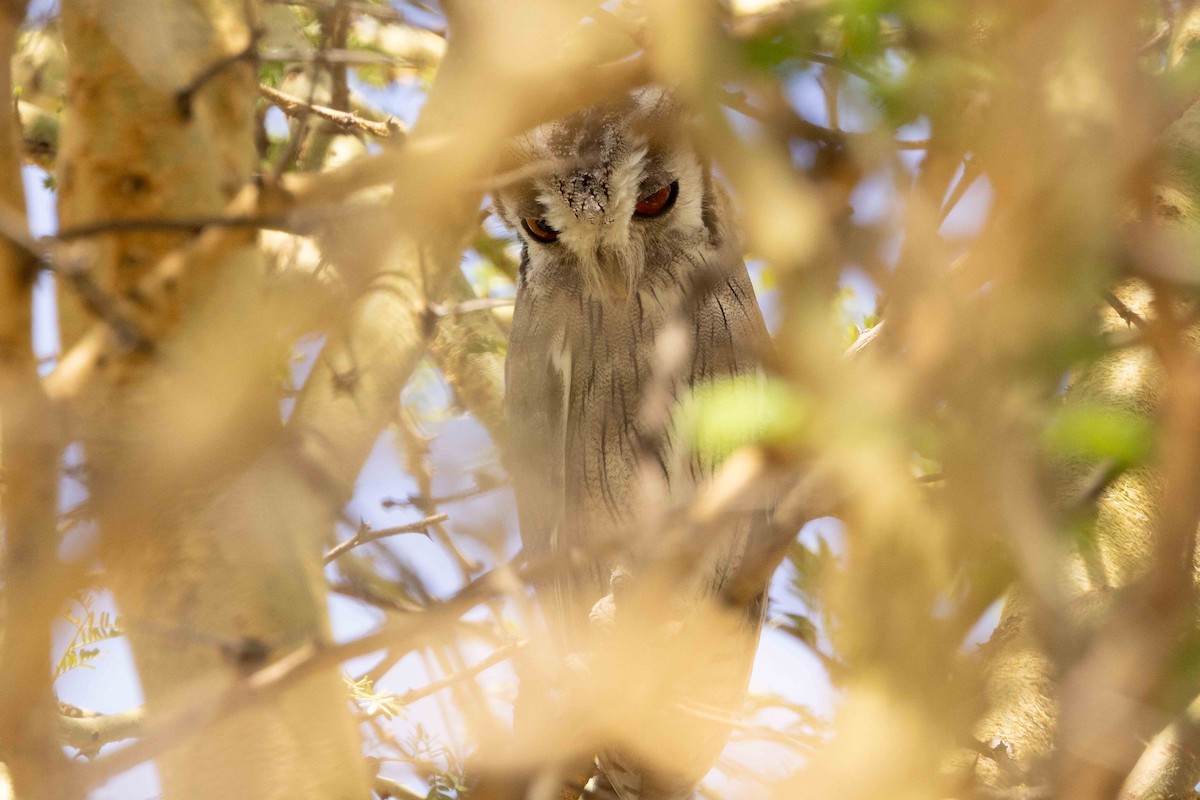 Northern White-faced Owl - Linda Rudolph