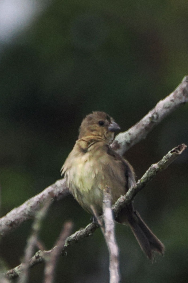 Yellow-bellied Seedeater - ML616949042