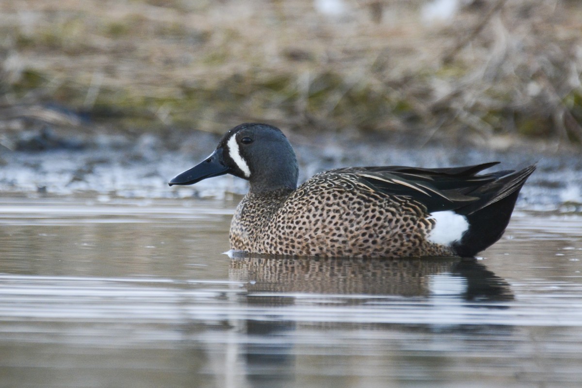 Blue-winged Teal - ML616949078