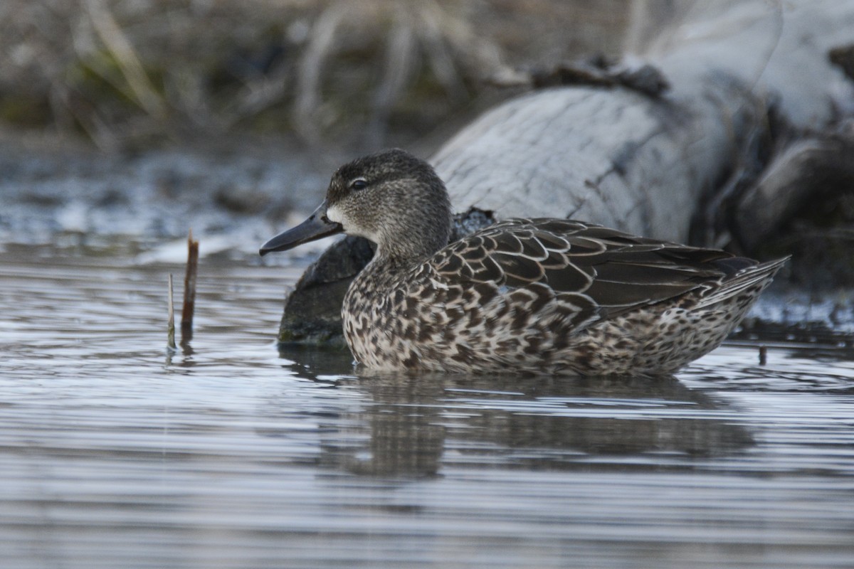 Blue-winged Teal - ML616949079