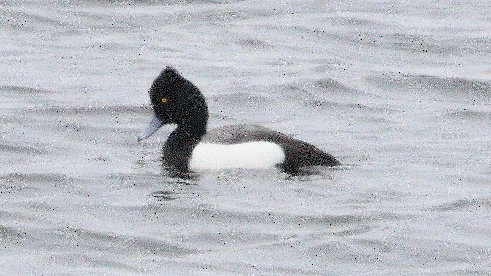 Tufted Duck x Greater Scaup (hybrid) - ML616949156