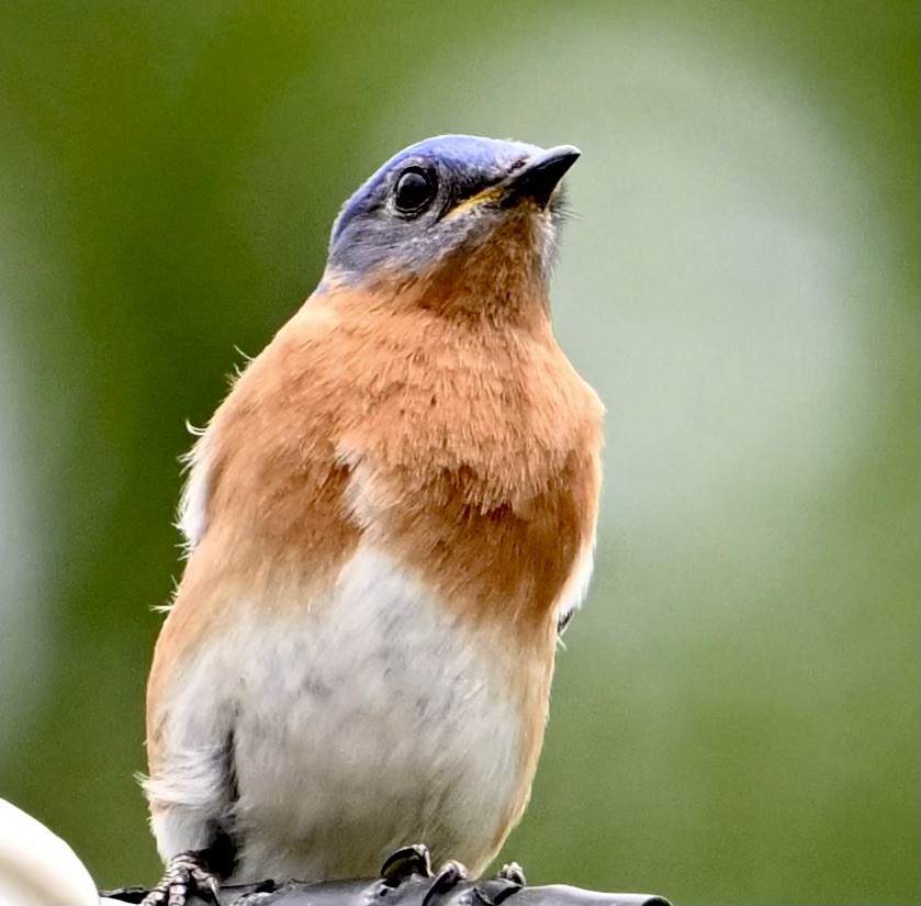 Eastern Bluebird - ML616949159