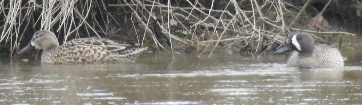 Blue-winged Teal - Warren Cummings