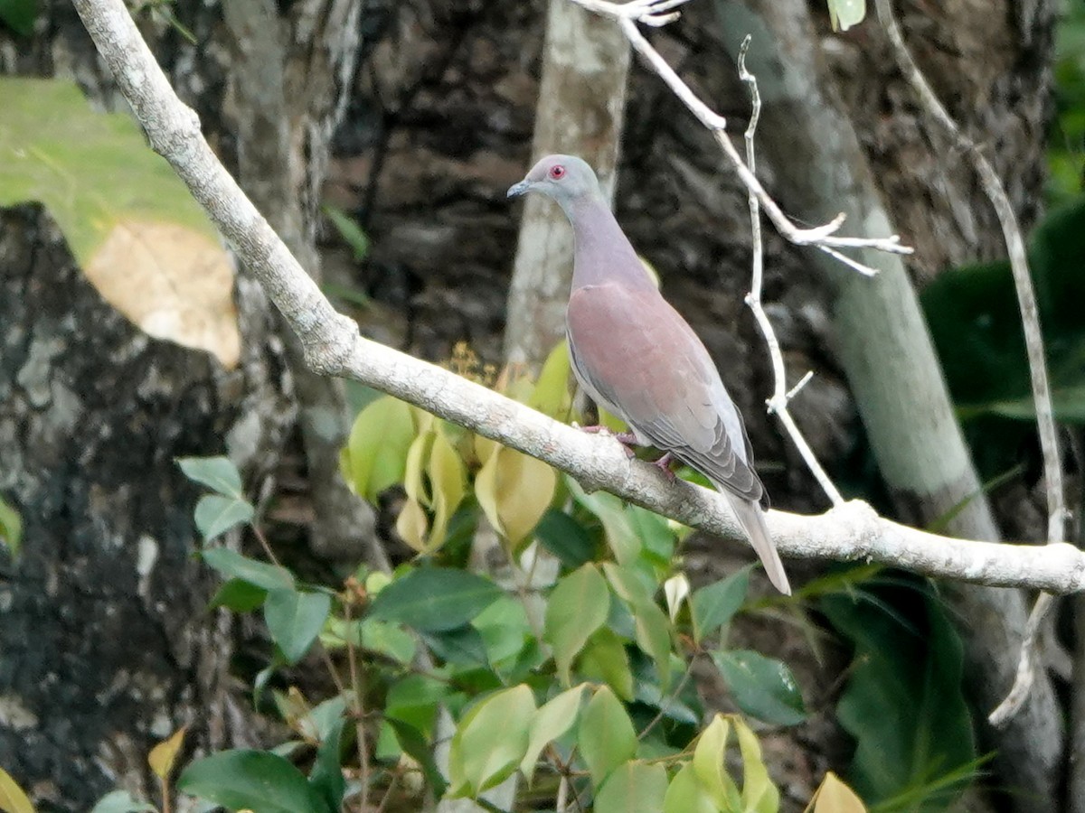 Pale-vented Pigeon - ML616949217