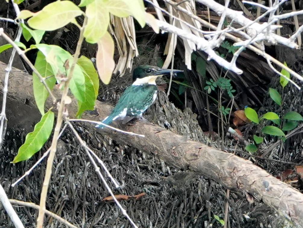 Green Kingfisher - ML616949220