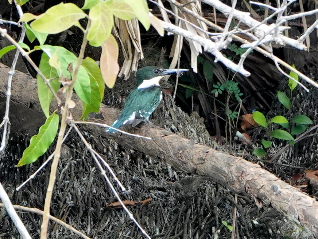 Green Kingfisher - ML616949221