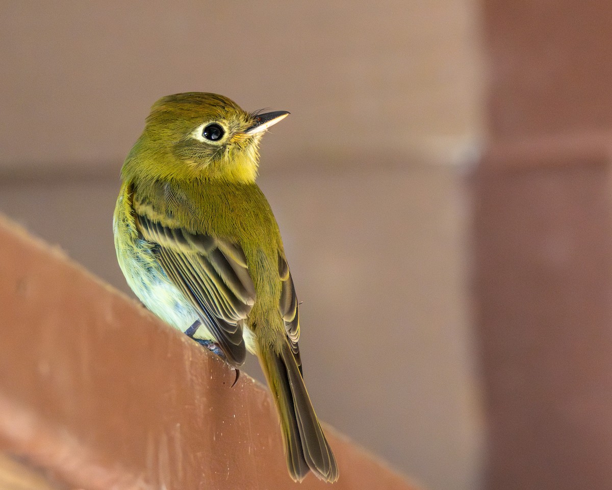 Yellowish Flycatcher - ML616949223