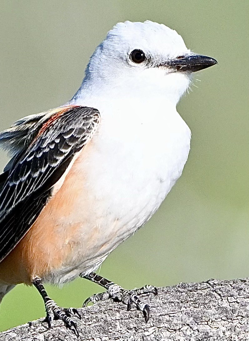 Scissor-tailed Flycatcher - ML616949253