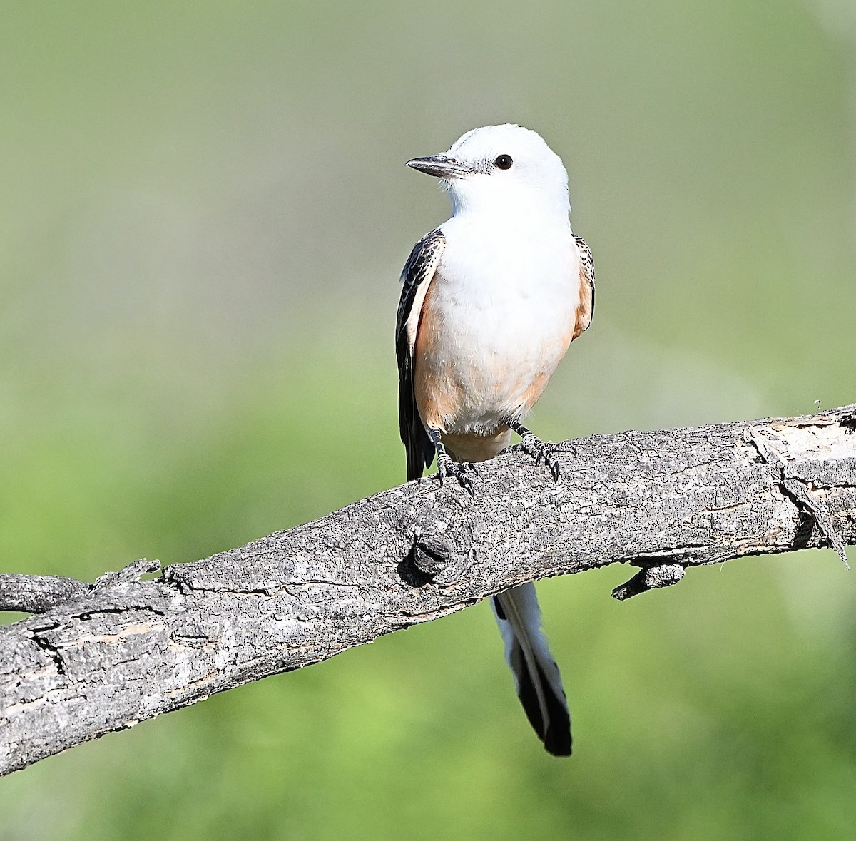 Scissor-tailed Flycatcher - ML616949255