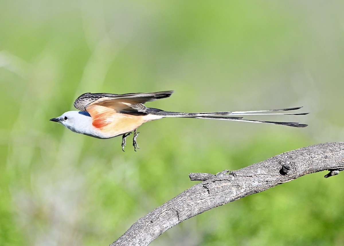 Scissor-tailed Flycatcher - ML616949256