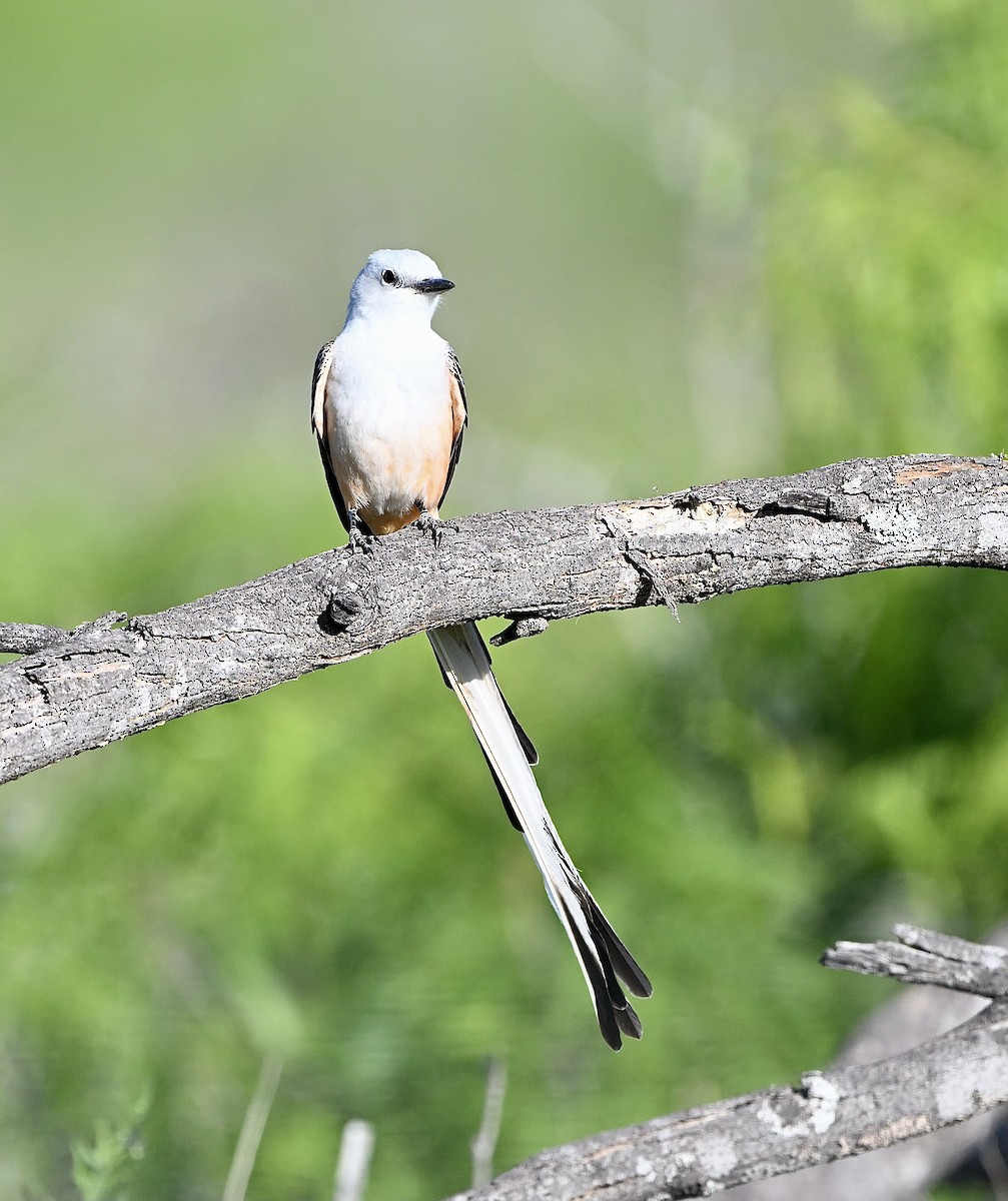 Scissor-tailed Flycatcher - ML616949257