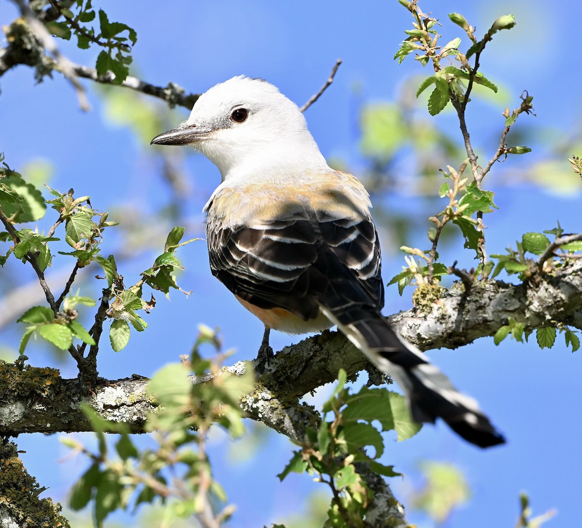 Scissor-tailed Flycatcher - ML616949258