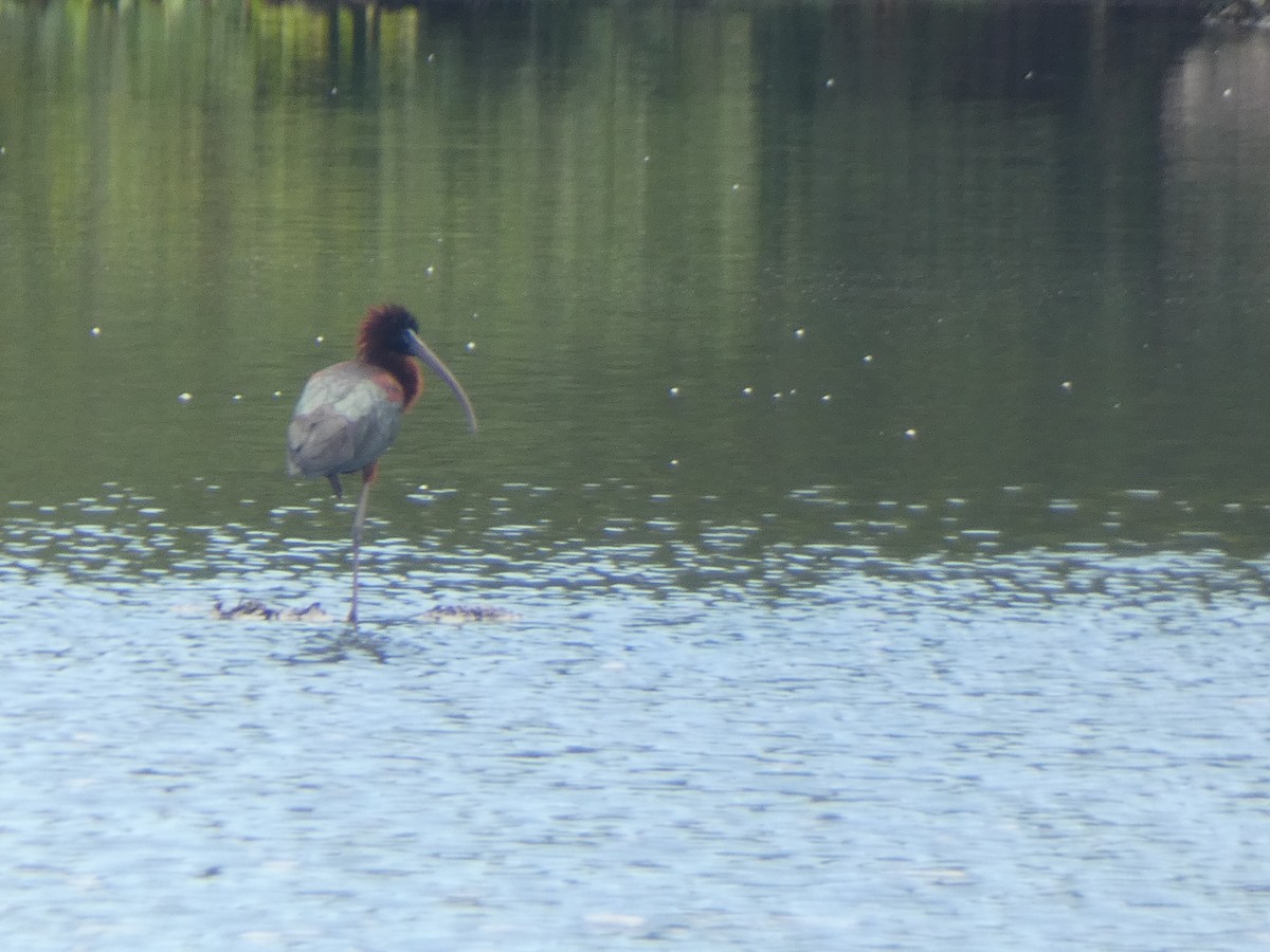 Glossy Ibis - Sally Knight