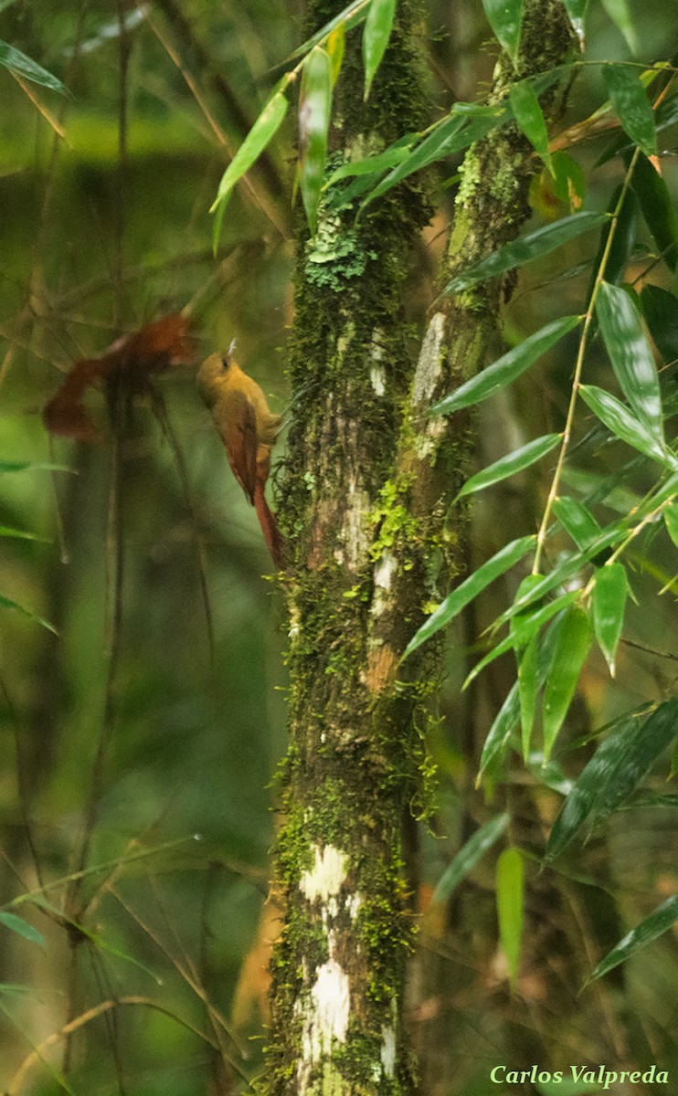 Olivaceous Woodcreeper - ML616949328