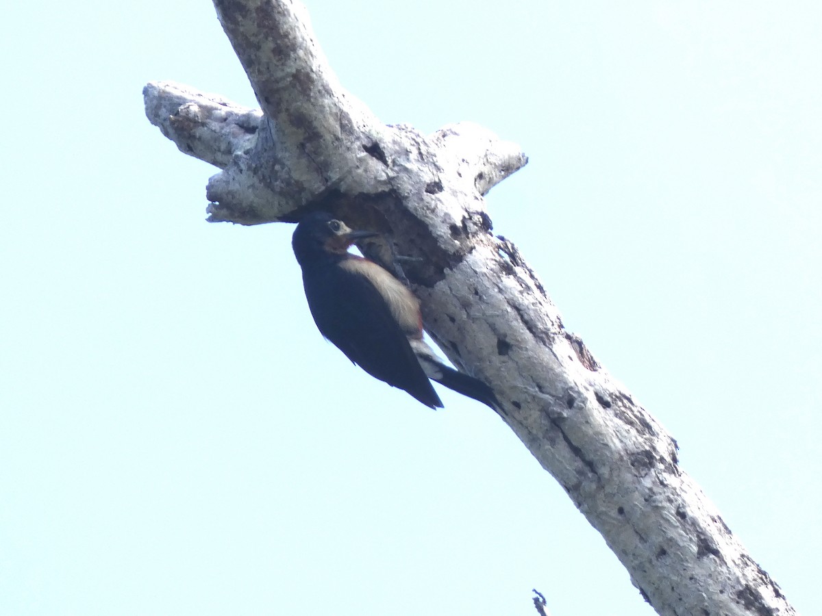 Puerto Rican Woodpecker - Sally Knight