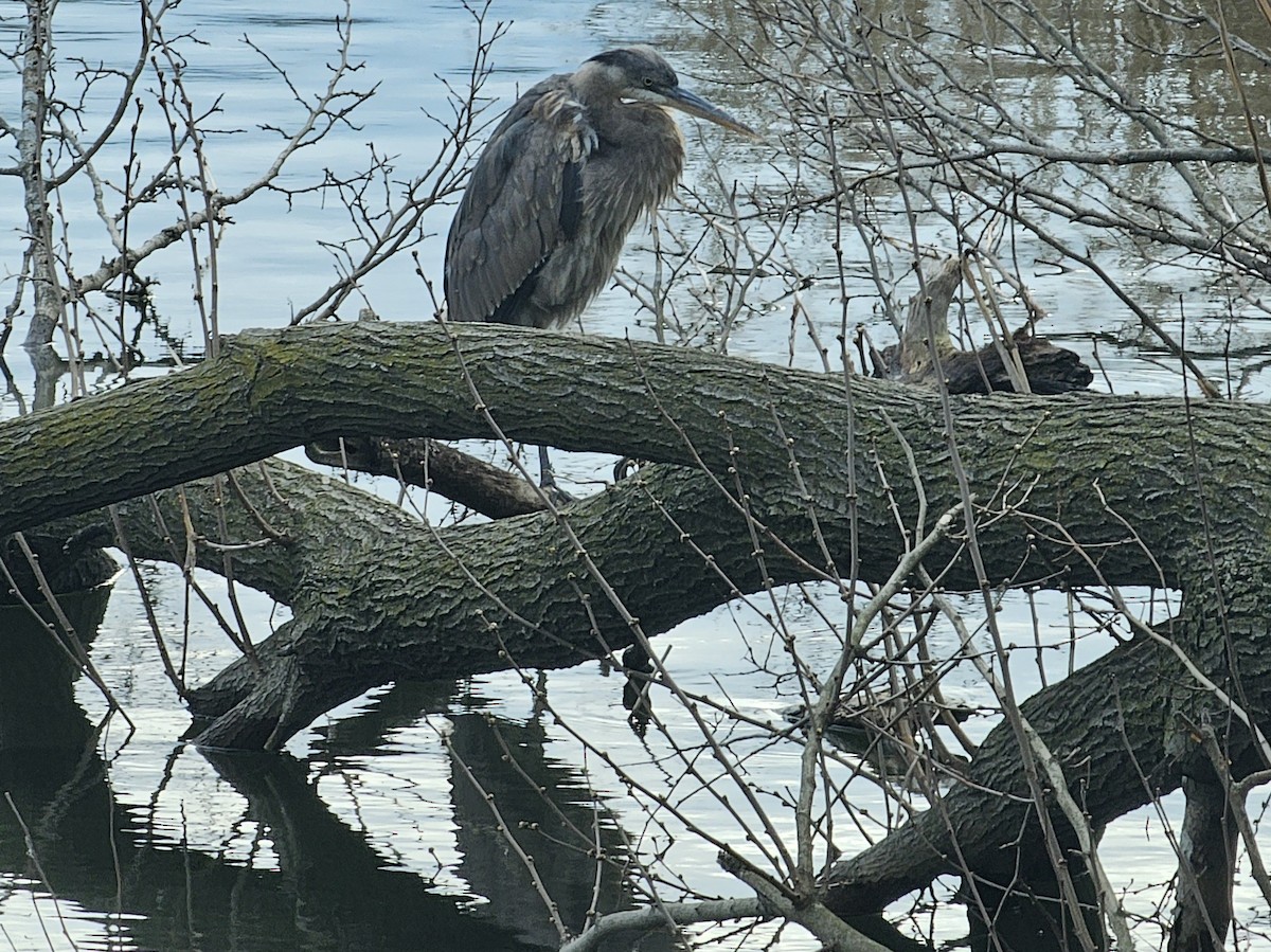 Great Blue Heron - ML616949344