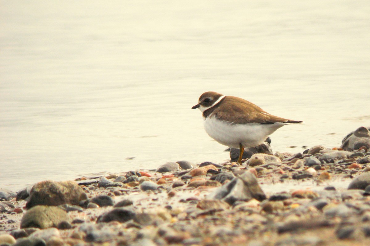 Semipalmated Plover - ML616949365