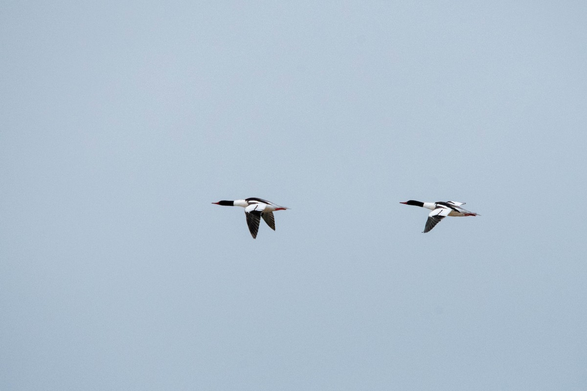 Common Merganser - ML616949400