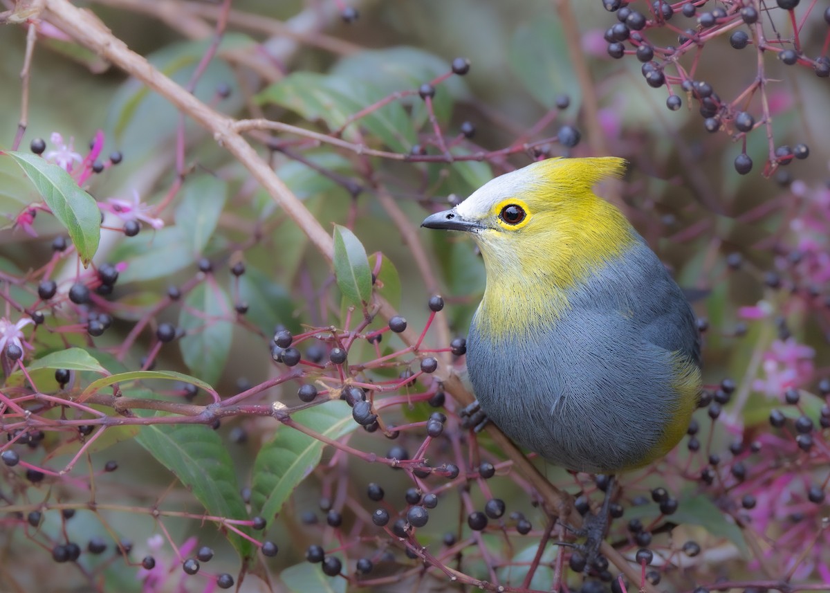 Long-tailed Silky-flycatcher - ML616949407