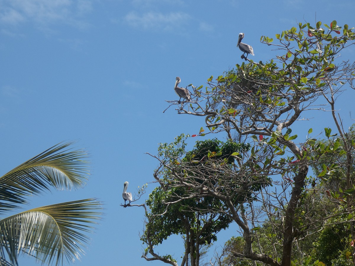 Brown Pelican - ML616949416