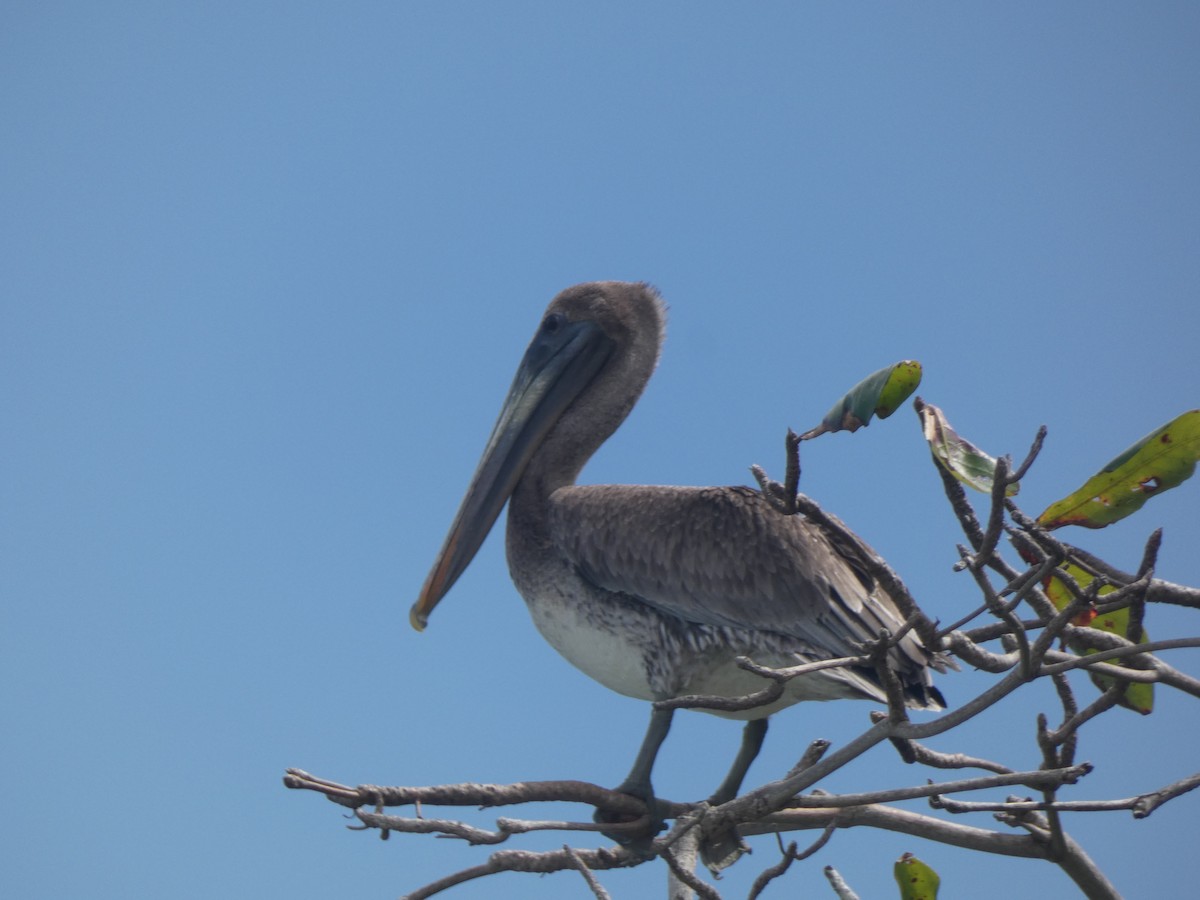 Brown Pelican - Sally Knight