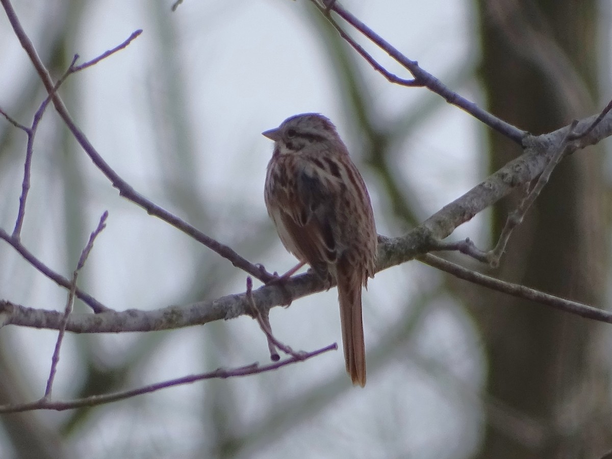 Song Sparrow - Su Snyder