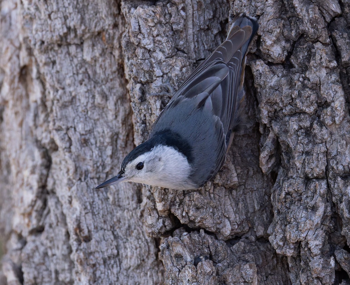 White-breasted Nuthatch - ML616949503