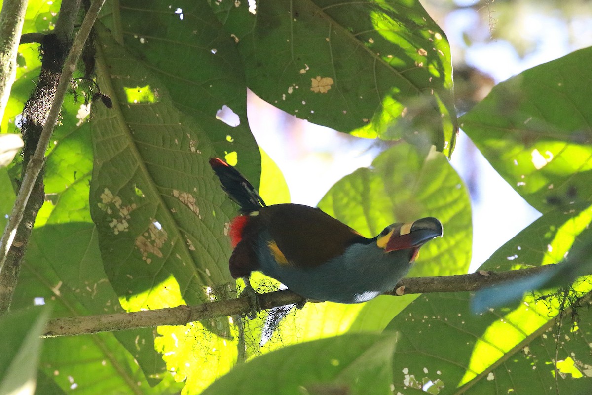 Plate-billed Mountain-Toucan - ML616949515