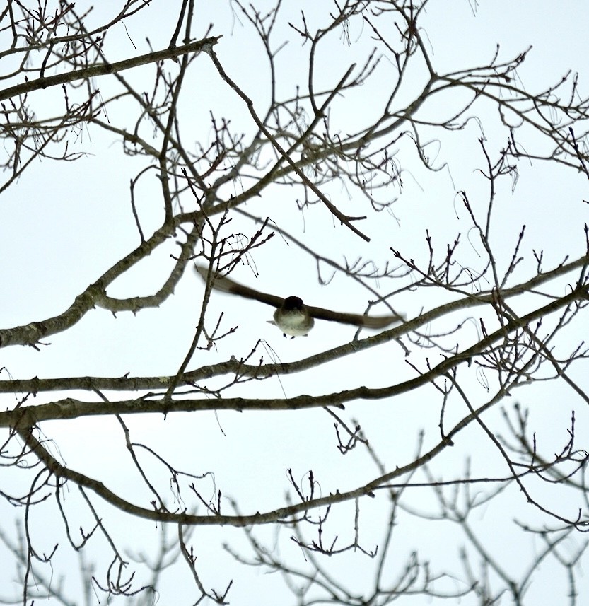 Eastern Phoebe - ML616949527