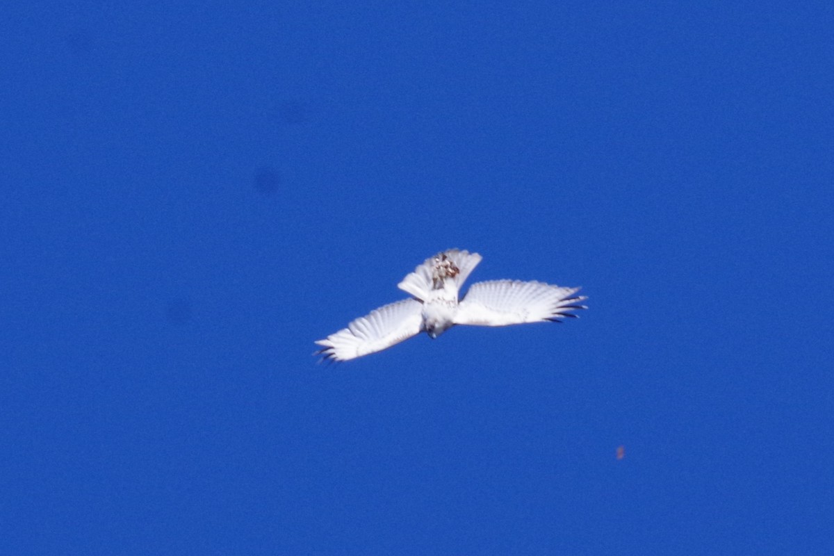 Red-tailed Hawk (borealis) - ML616949529