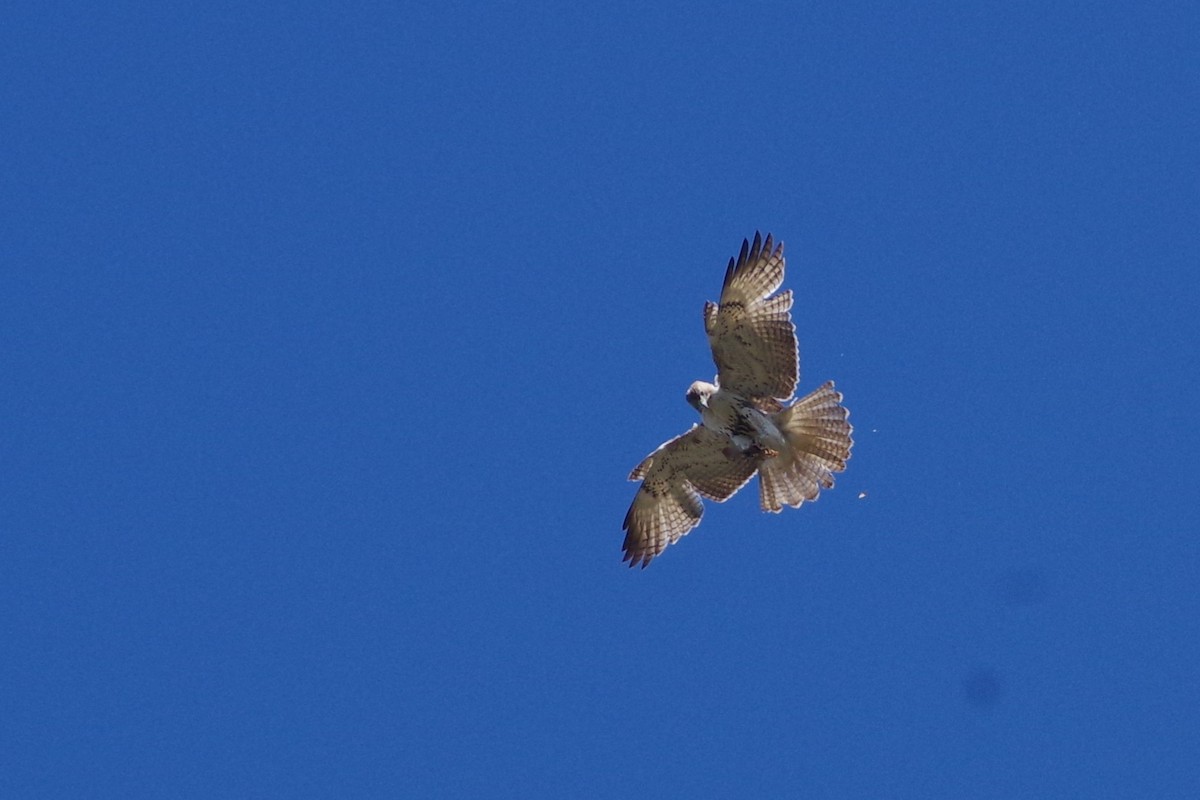 Red-tailed Hawk (borealis) - ML616949530