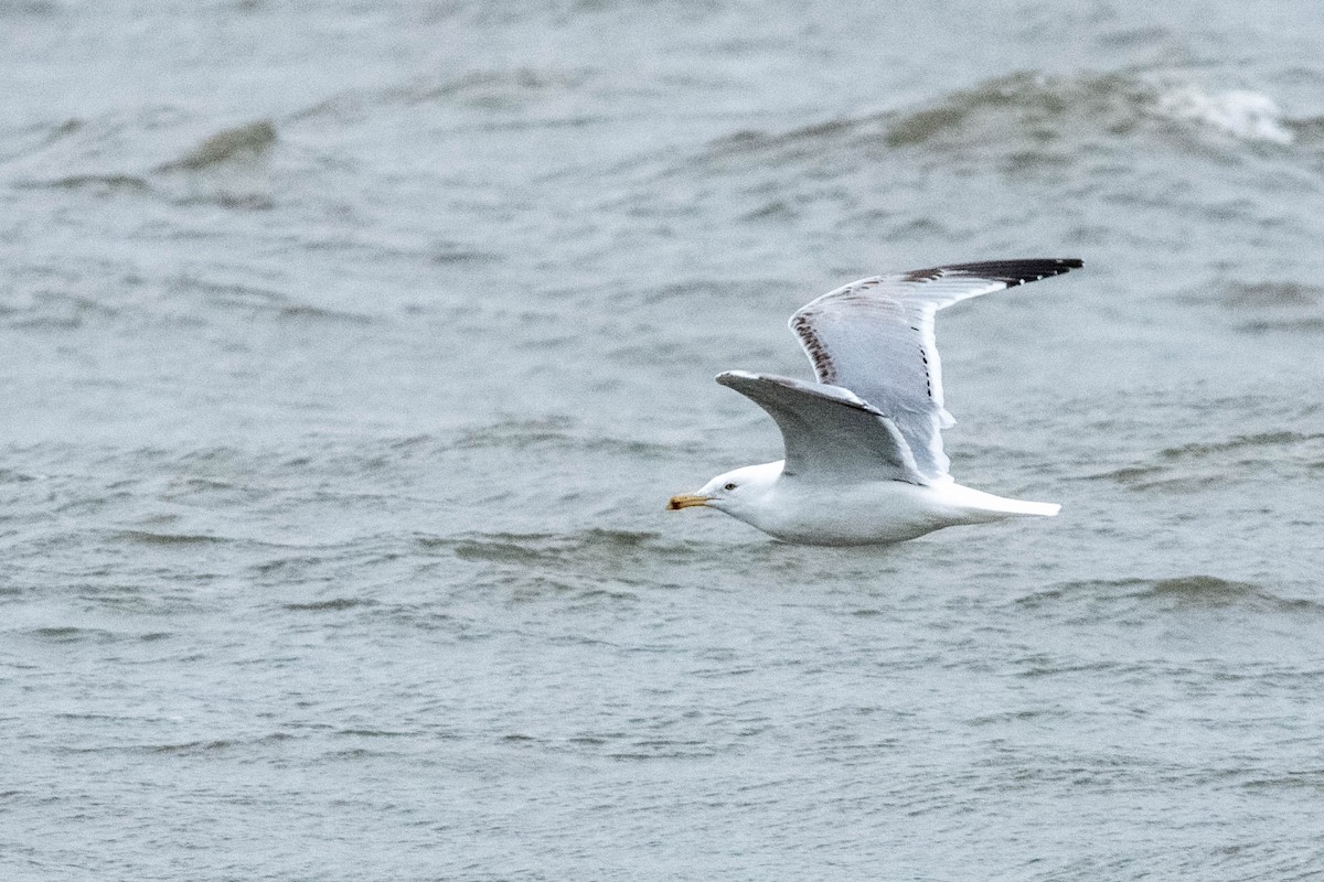 Herring Gull - ML616949558