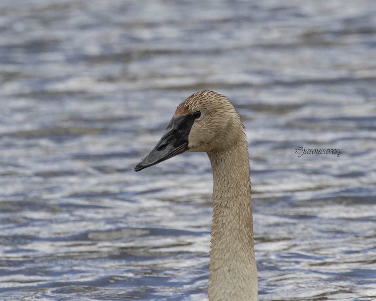 tanımsız Cygnus sp. - ML616949581