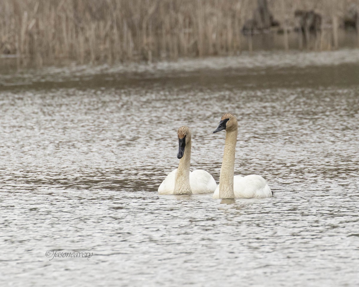 tanımsız Cygnus sp. - ML616949582